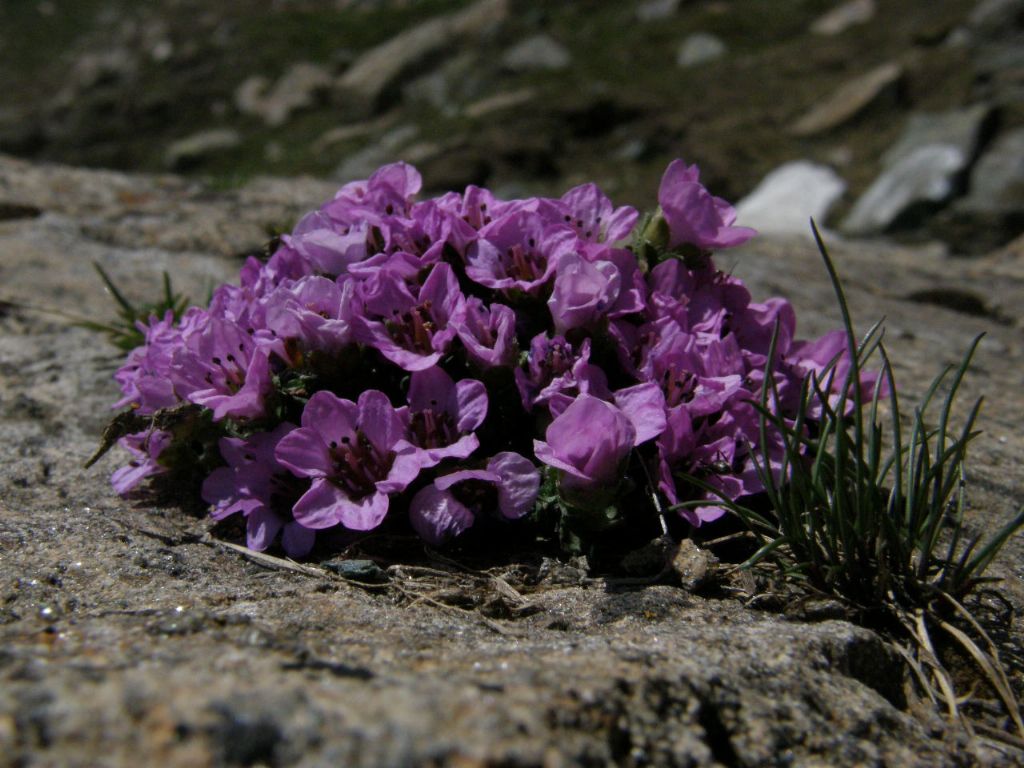 Saxifraga oppositifolia   (Saxifragaceae)